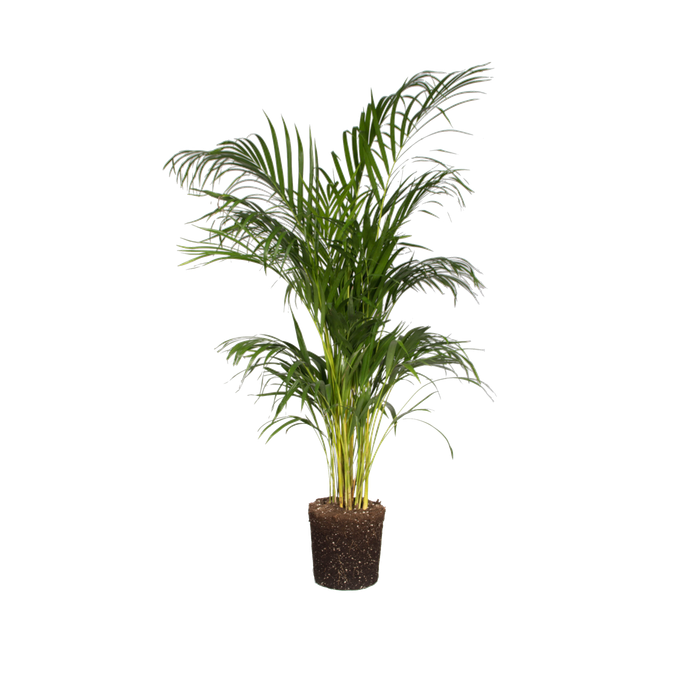 Aracea dypsis palm